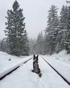 Rear view of dog sitting on snow covered railroad track - CAVF72509