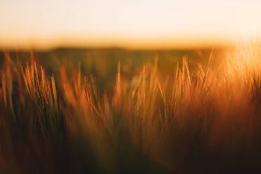 Landschaftliche Ansicht eines grasbewachsenen Feldes gegen den Himmel bei Sonnenuntergang - CAVF72515