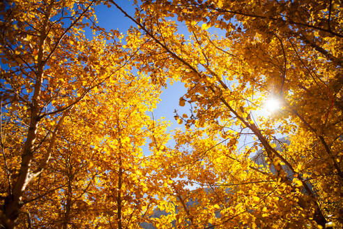 Niedriger Winkel Ansicht der Herbstbäume gegen den Himmel an einem sonnigen Tag - CAVF72519