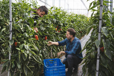 Männer bei der Ernte von Paprika in einem Gewächshaus, Almeria, Spanien - MPPF00421