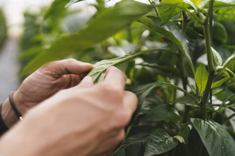 Frauenhände prüfen ein Capsicum-Blatt in einem Gewächshaus, Almeria, Spanien, lizenzfreies Stockfoto