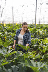 Frau kontrolliert Zucchinipflanzen in einem Gewächshaus, Almeria, Spanien - MPPF00427