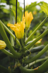 Courgette flowers in a greenhouse, Almeria, Spain - MPPF00428