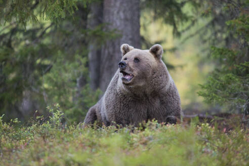 Braunbär im herbstlichen Wald, Kuhmo, Finnland - ZCF00856