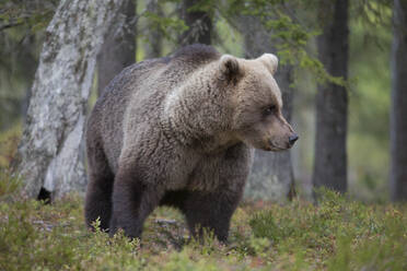 Braunbär im herbstlichen Wald, Kuhmo, Finnland - ZCF00857