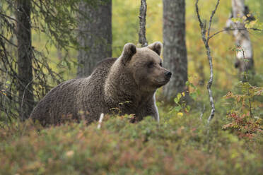 Braunbär im herbstlichen Wald, Kuhmo, Finnland - ZCF00859