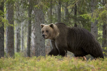 Braunbär im herbstlichen Wald, Kuhmo, Finnland - ZCF00861