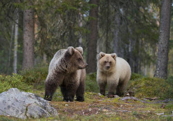 Zwei junge Braunbären im herbstlichen Wald, Kuhmo, Finnland - ZCF00863