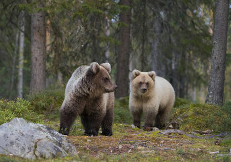 Zwei junge Braunbären im herbstlichen Wald, Kuhmo, Finnland - ZCF00863