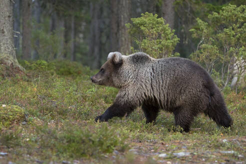 Braunbär im herbstlichen Wald, Kuhmo, Finnland - ZCF00864