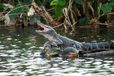 Der Alligator und die Schildkröte - CAVF72555