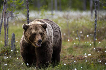 Europäischer Braunbär (Ursus arctos) beim Spaziergang auf einer Wiese mit blühendem Baumwollgras, Kuhmo, Finnland - ISF23493