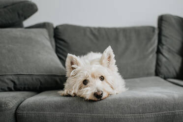 Haustier Hund auf der Couch im Wohnzimmer liegend - ISF23515