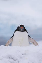 Gentoo penguins (Pygoscelis papua) walking in snow, Petermann Island, Antarctica - ISF23537