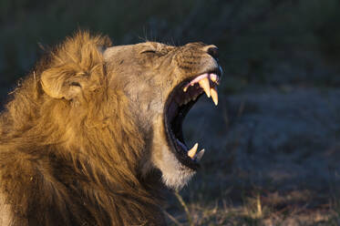 Lion (Panthera leo), Savute Channel, Linyanti, Botswana - ISF23541