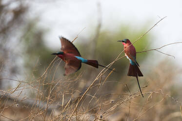 Südlicher Karminbienenfresser (Merops rubicoides), Chobe-Nationalpark, Botsuana - ISF23544