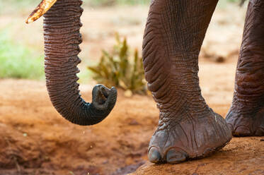 Cropped shot of African elephant feet (Loxodonta africana), Tsavo East National Park, Kenya - ISF23548