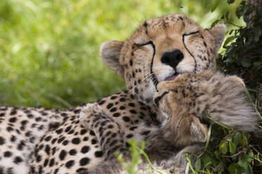 Gepard (Acynonix jubatus) und Jungtier, Masai Mara National Reserve, Kenia - ISF23550