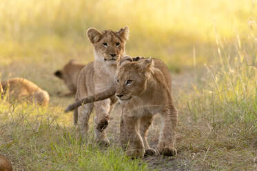 Male lion (Panthera leo) roaring at cubs, Masai Mara National Reserve, Kenya  stock photo