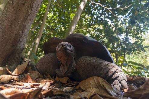 Aldabra-Schildkröte (Dipsochelys dussumieri), Insel Fregate, Seychellen - ISF23552