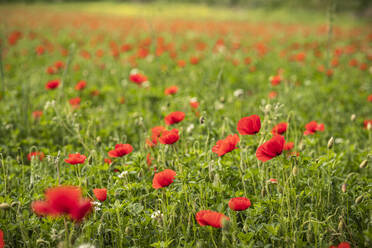 France, Provence, Poppy field - MSUF00141