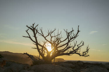 Abgestorbener Busch an der Küste bei Sonnenuntergang, Iboza, Spanien - AFVF04860