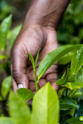 Sri Lanka, Provinz Uva, Haputale, Nahaufnahme von Händen, die Teeblätter pflücken - EGBF00519
