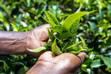 Sri Lanka, Provinz Uva, Haputale, Nahaufnahme von Händen, die Teeblätter pflücken - EGBF00520