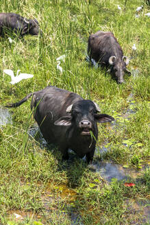 Sri Lanka, Südprovinz, Tangalle, Herde von Wasserbüffeln und Kranichen in einem Feuchtgebiet - EGBF00530