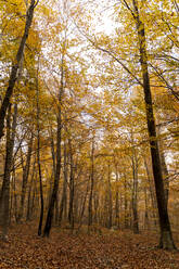 Autumnal forest - AFVF04882