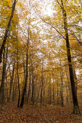 Herbstlicher Wald - AFVF04882