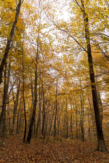 Herbstlicher Wald - AFVF04882