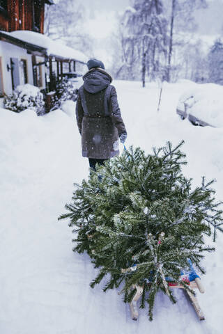 Rückansicht einer Frau, die einen Tannenbaum auf einem Schlitten zum Kompost nach Weihnachten transportiert, Jochberg, Österreich, lizenzfreies Stockfoto