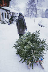 Rückansicht einer Frau, die einen Tannenbaum auf einem Schlitten zum Kompost nach Weihnachten transportiert, Jochberg, Österreich - PSIF00345