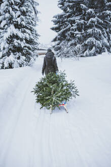 Rückansicht einer Frau, die einen Tannenbaum auf einem Schlitten zum Kompost nach Weihnachten transportiert, Jochberg, Österreich - PSIF00346