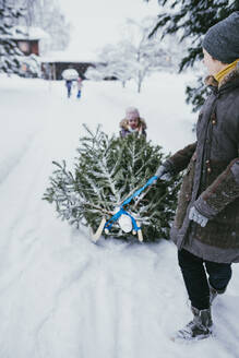Frau transportiert Tannenbaum auf Schlitten zum Kompost nach Weihnachten, Jochberg, Österreich - PSIF00347