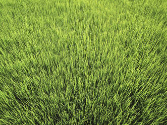 Ivory Coast, Green rice paddy - VEGF01302