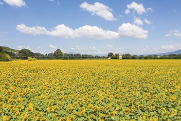 Italien, Großes Sonnenblumenfeld im Sommer - WPEF02431