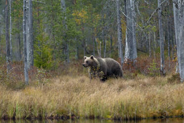 Finnland, Kuhmo, Braunbär (Ursus arctos), stehend am Seeufer in der herbstlichen Taiga - ZCF00865