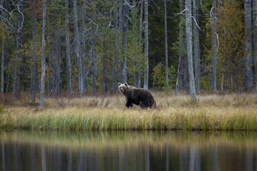 Finnland, Kuhmo, Braunbär (Ursus arctos) beim Spaziergang am Seeufer in der herbstlichen Taiga - ZCF00866