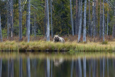 Finnland, Kuhmo, Braunbär (Ursus arctos), stehend am Seeufer in der herbstlichen Taiga - ZCF00867