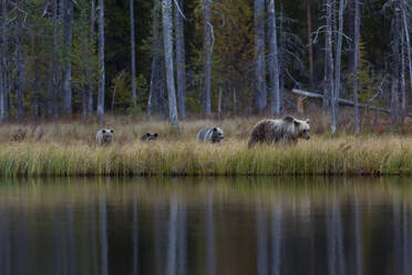 Finnland, Kuhmo, Braunbärenfamilie (Ursus arctos) beim Spaziergang am Seeufer in der herbstlichen Taiga - ZCF00868