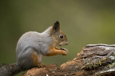 Finnland, Kuhmo, Rotes Eichhörnchen (Sciurus vulgaris) beim Fressen eines Baumstamms - ZCF00869