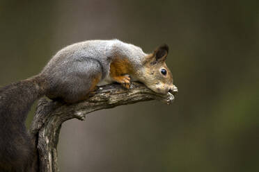 Finnland, Kuhmo, Rotes Eichhörnchen (Sciurus vulgaris) auf einem Ast liegend - ZCF00870