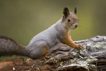 Finland, Kuhmo, Portrait of Eurasian red squirrel (Sciurus vulgaris) sitting on tree trunk - ZCF00871