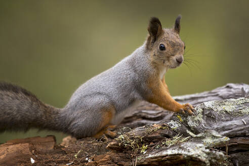 Finnland, Kuhmo, Porträt eines roten Eichhörnchens (Sciurus vulgaris), das auf einem Baumstamm sitzt - ZCF00871