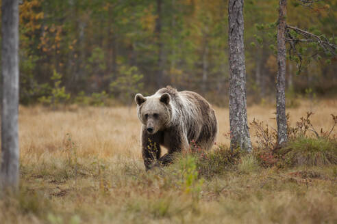 Finnland, Kuhmo, Braunbär (Ursus arctos) beim Spaziergang in der herbstlichen Taiga - ZCF00872