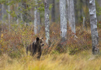 Finnland, Kuhmo, Braunbärenjunges (Ursus arctos) in der herbstlichen Taiga stehend - ZCF00873