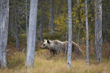 Finnland, Kuhmo, Braunbär (Ursus arctos) beim Spaziergang in der herbstlichen Taiga - ZCF00874