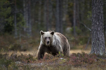 Finnland, Kuhmo, Braunbär (Ursus arctos) stehend in der herbstlichen Taiga - ZCF00875